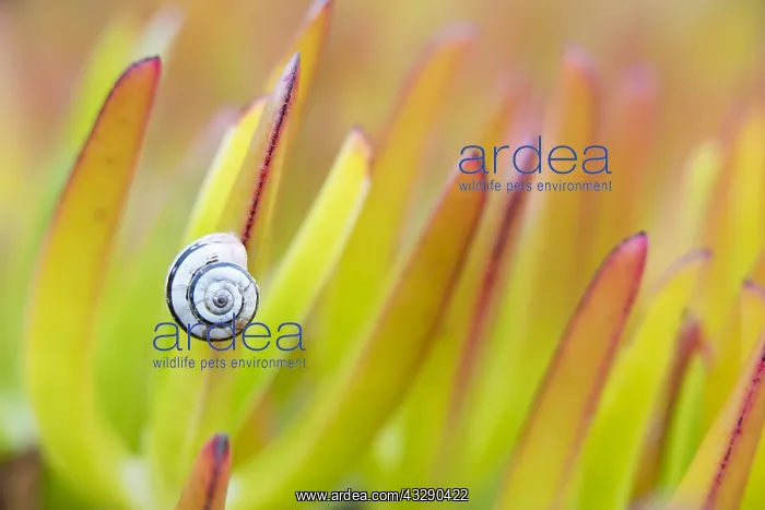: leafes of Hottentot-fig (Carpobrotus edulis) wi : leafes of Hottentot-fig (Carpobrotus edulis) wi