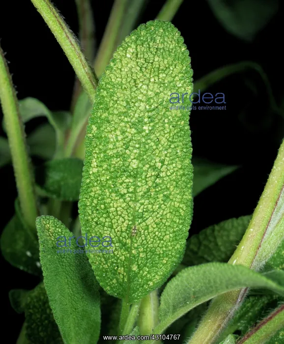: Leafhopper damage : Leafhopper damage