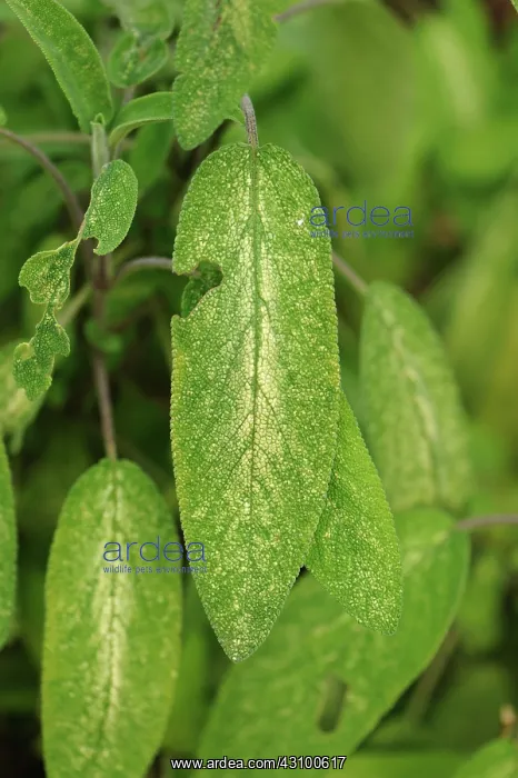 : Leafhopper Damage to Sage : Leafhopper Damage to Sage