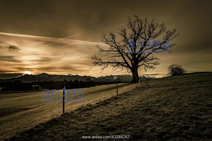 : Leafless tree in front of a dramatic sky with Alpine : Leafless tree in front of a dramatic sky with Alpine
