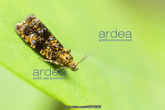 : Leafroller Moth : Leafroller Moth