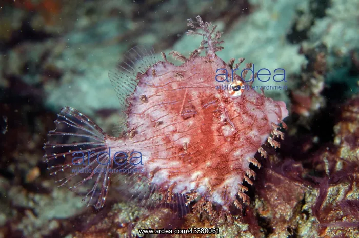 : Leafy Filefish : Leafy Filefish