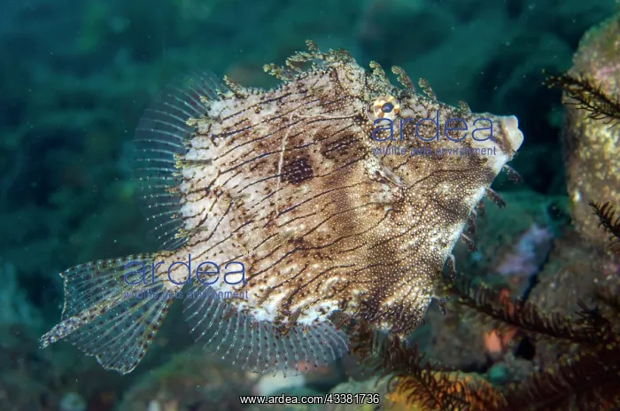  : Leafy Filefish - Batu Nitti Dive Site, Tulamben