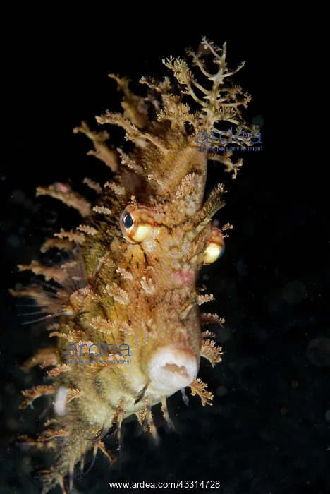 : Leafy Filefish - during night dive : Leafy Filefish - during night dive