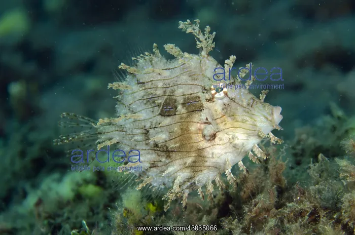 : Leafy Filefish - Secret Place dive site, Amed : Leafy Filefish - Secret Place dive site, Amed