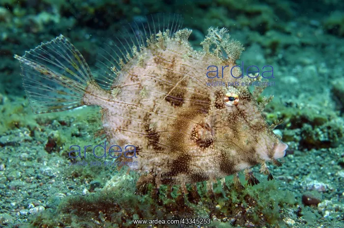 : Leafy Filefish - Sedam dive site, Tulamben, Karangasem : Leafy Filefish - Sedam dive site, Tulamben, Karangasem