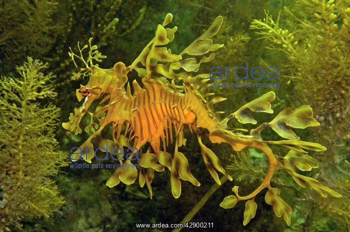 : Leafy Sea Dragon : Leafy Sea Dragon