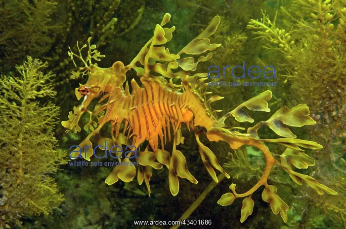 : Leafy Sea Dragon : Leafy Sea Dragon