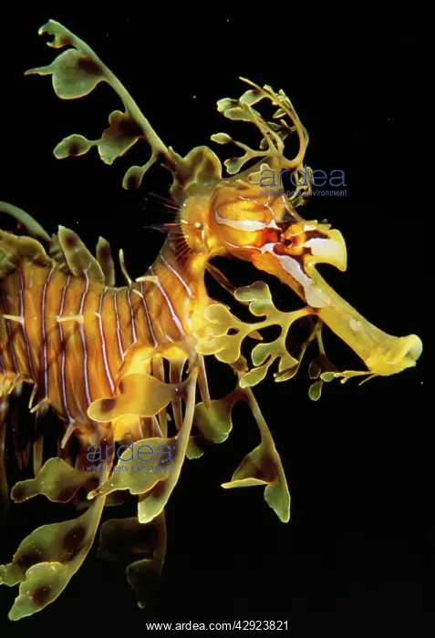: LEAFY SEA DRAGON / SEAHORSE : LEAFY SEA DRAGON / SEAHORSE