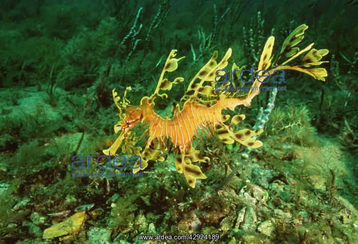 : Leafy Sea Horse / Sea Dragon : Leafy Sea Horse / Sea Dragon