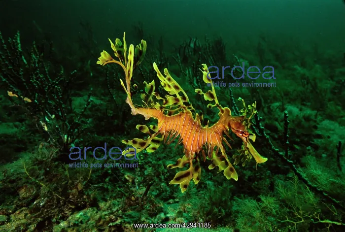 : Leafy Seadragon : Leafy Seadragon