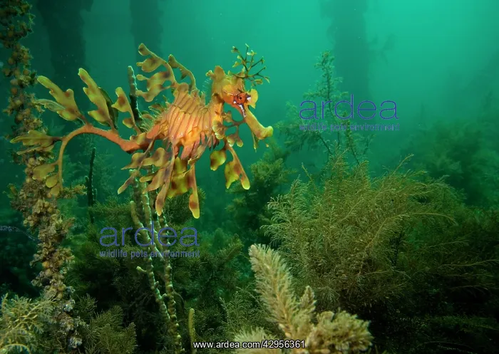 : Leafy seadragon - in algae under a jetty : Leafy seadragon - in algae under a jetty