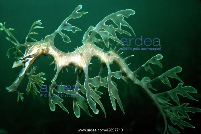 : Leafy SEADRAGON - Endemic to southern Australia : Leafy SEADRAGON - Endemic to southern Australia