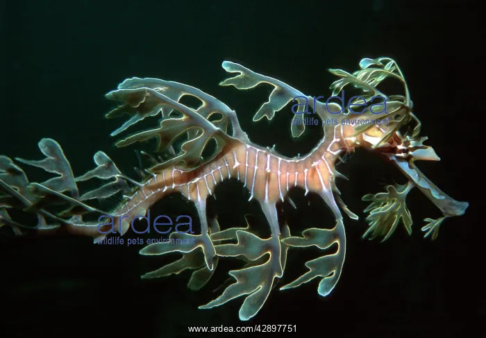 : Leafy SEADRAGON - Endemic to southern Australia : Leafy SEADRAGON - Endemic to southern Australia