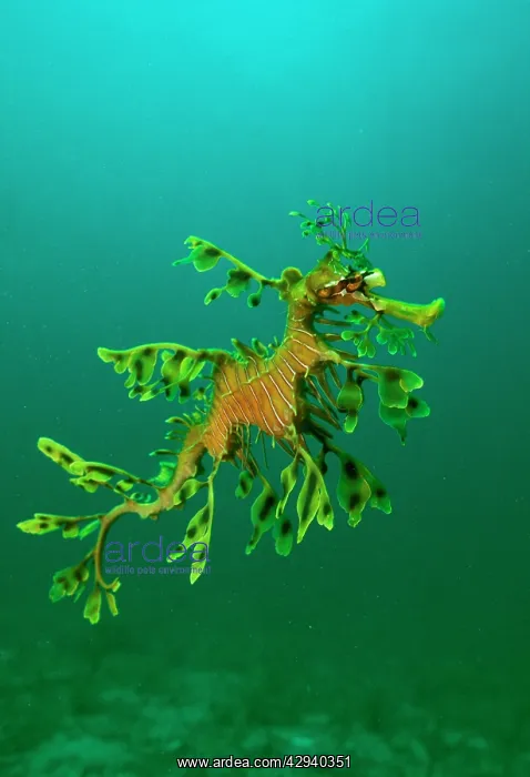: Leafy Seadragon - an example of brilliant camouflage : Leafy Seadragon - an example of brilliant camouflage