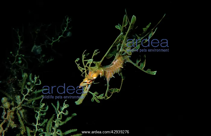 : Leafy seadragon, juvenile : Leafy seadragon, juvenile