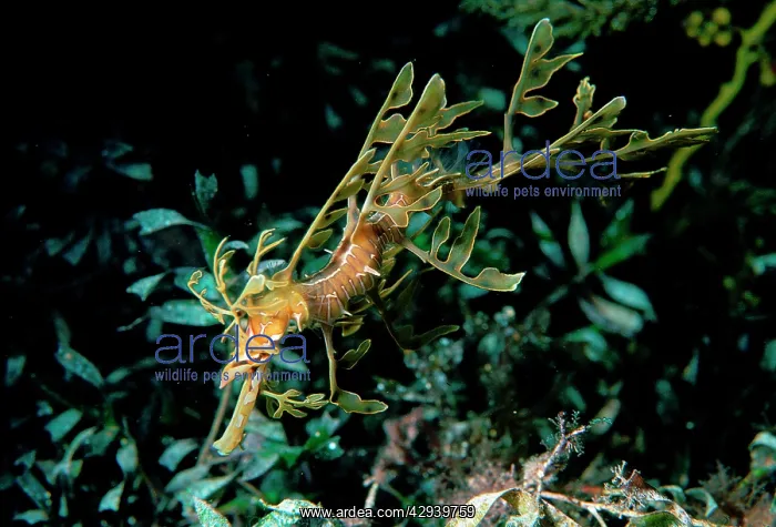: Leafy seadragon, juvenile. Is camouflaged so that : Leafy seadragon, juvenile. Is camouflaged so that