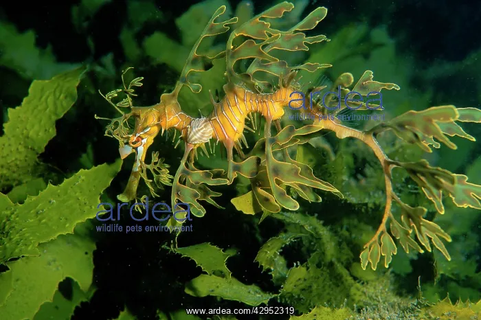 : Leafy Seadragon - juvenile with isopod parasite : Leafy Seadragon - juvenile with isopod parasite