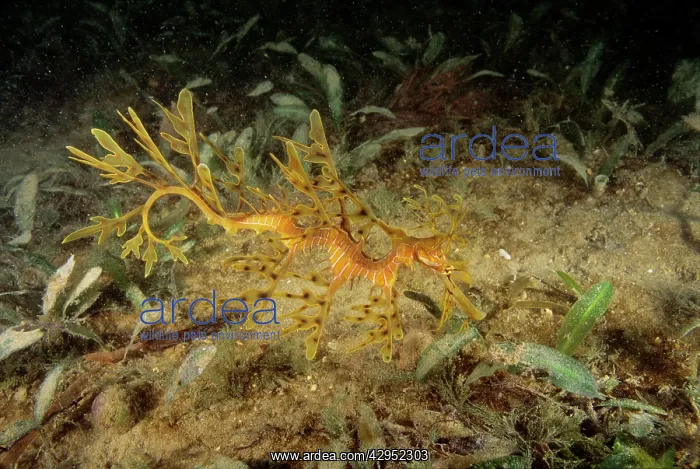  : Leafy Seadragon - juvenile, not uncommon but rarely
