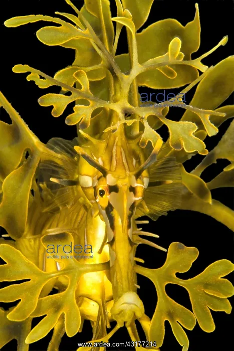  : Leafy seadragon (Phycodurus eques), portrait, Kingscote