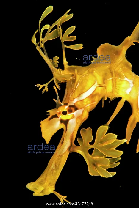 : Leafy seadragon (Phycodurus eques), portrait, Kingscote : Leafy seadragon (Phycodurus eques), portrait, Kingscote