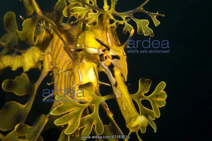  : Leafy seadragon (Phycodurus eques), Kangaroo island