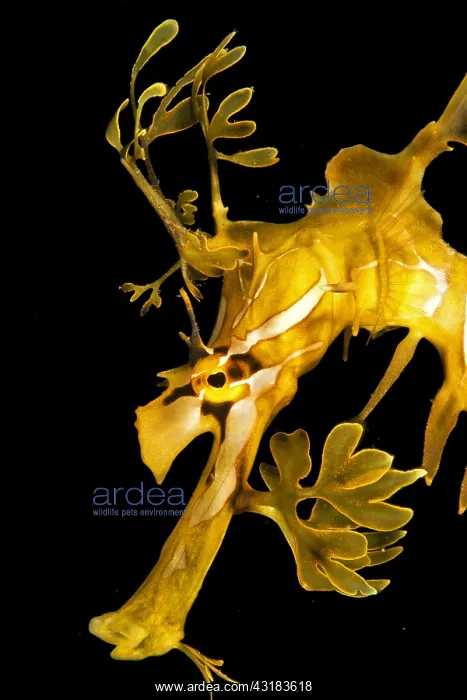 : Leafy seadragon (Phycodurus eques), Kangaroo island