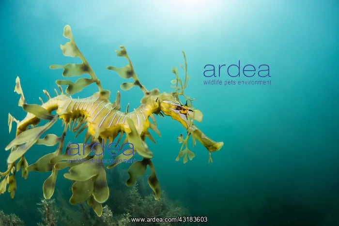 : Leafy seadragon (Phycodurus eques) under Kingscote : Leafy seadragon (Phycodurus eques) under Kingscote