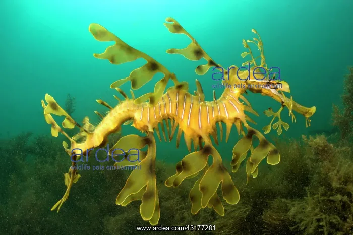 : Leafy seadragon (Phycodurus eques) in the sargasso : Leafy seadragon (Phycodurus eques) in the sargasso