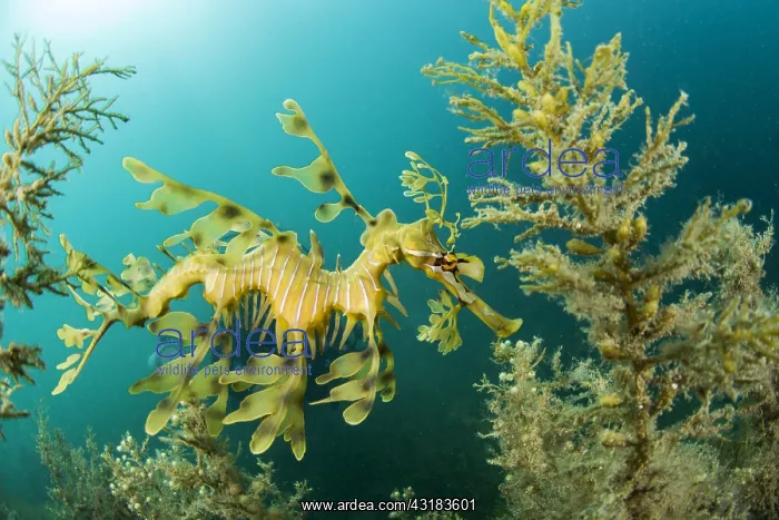 : Leafy seadragon (Phycodurus eques)in sargasso weed : Leafy seadragon (Phycodurus eques)in sargasso weed