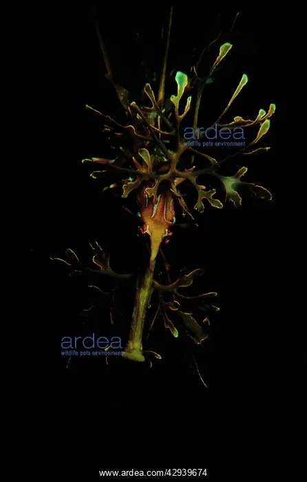 : Leafy seadragon. It has superb camouflage: neither : Leafy seadragon. It has superb camouflage: neither