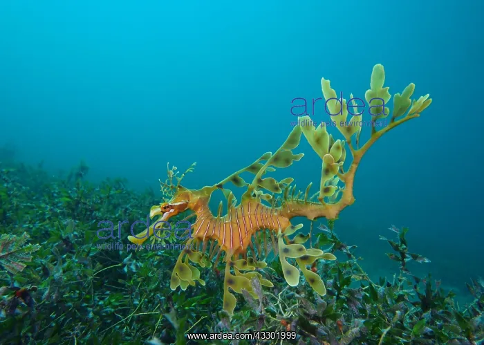 : Leafy seadragons (Phycodurus eques) hoovering a : Leafy seadragons (Phycodurus eques) hoovering a
