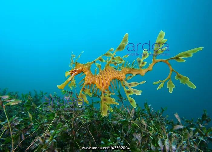 : Leafy seadragons (Phycodurus eques) hoovering a : Leafy seadragons (Phycodurus eques) hoovering a