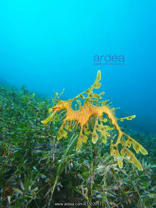 : Leafy seadragons (Phycodurus eques) hoovering a : Leafy seadragons (Phycodurus eques) hoovering a