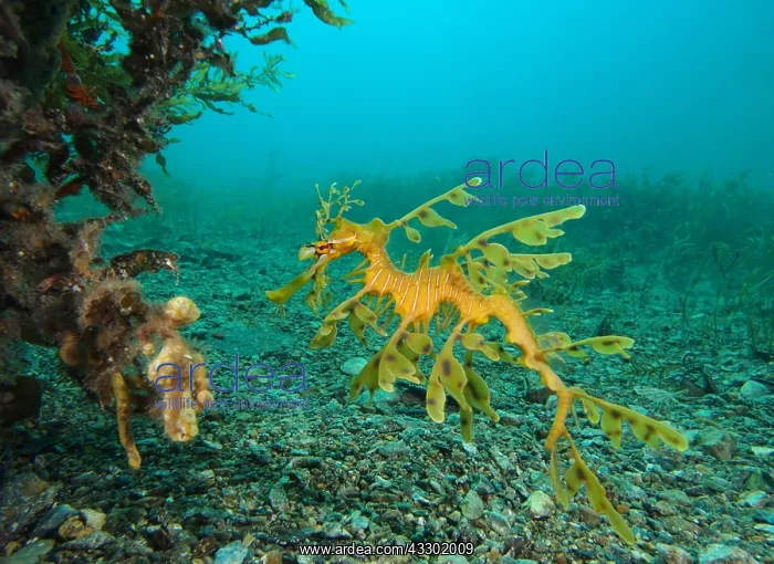 : Leafy seadragons (Phycodurus eques) swimming in : Leafy seadragons (Phycodurus eques) swimming in