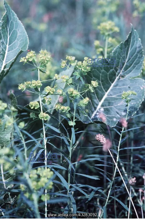 : LEAFY SPURGE growing with HORSE-RADISH (Armoracia rusticana) : LEAFY SPURGE growing with HORSE-RADISH (Armoracia rusticana)