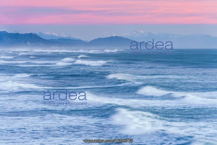 : Leaking waves of the ocean under a pink evening : Leaking waves of the ocean under a pink evening