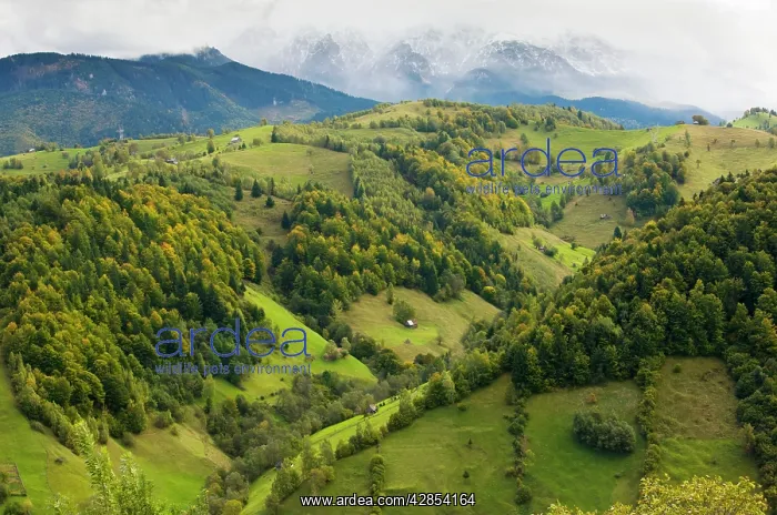 : The Leaota Mountains (part of the southern Carpathians) : The Leaota Mountains (part of the southern Carpathians)