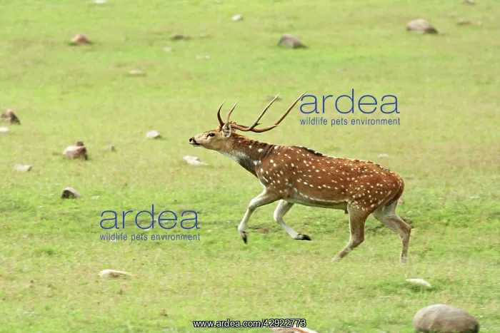 : Leaping Chital stag : Leaping Chital stag