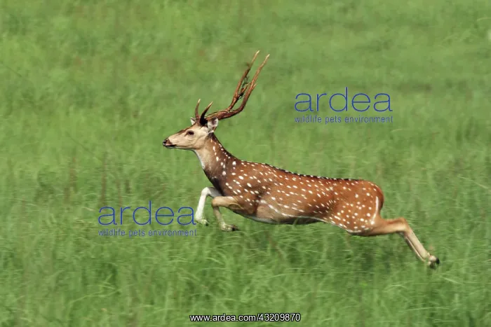 : Leaping Chital Stag, Corbett National Park : Leaping Chital Stag, Corbett National Park