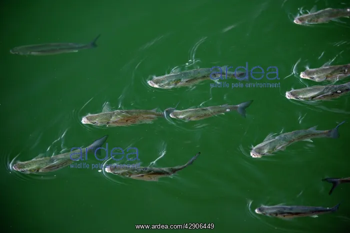: Leaping Grey Mullet - in harbour waters : Leaping Grey Mullet - in harbour waters