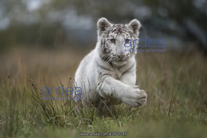 : Leaping... Royal Bengal tiger (Panthera tigris tigris) : Leaping... Royal Bengal tiger (Panthera tigris tigris)