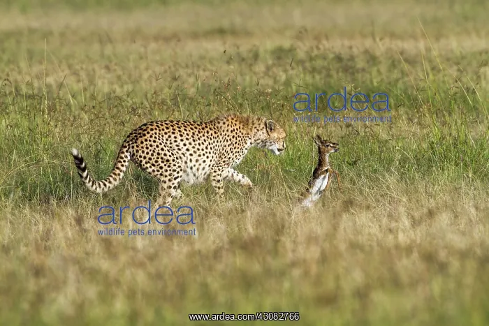 : learning how to hunt : learning how to hunt