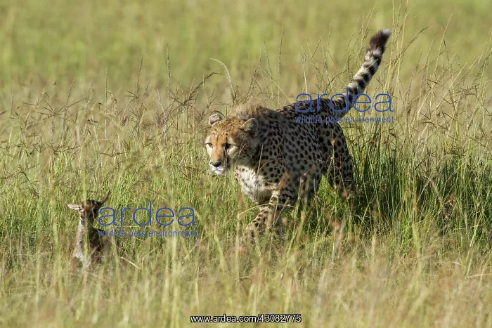 : learning how to hunt : learning how to hunt