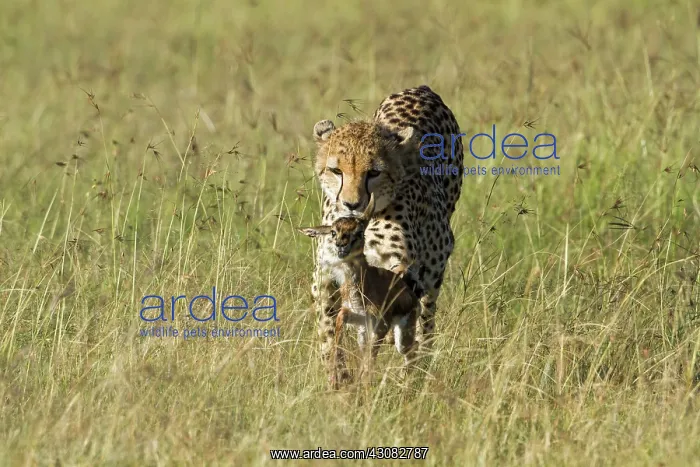 : learning how to hunt : learning how to hunt