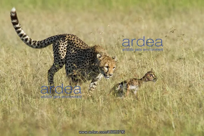 : learning how to hunt : learning how to hunt