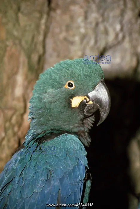 : LEAR'S MACAW : LEAR'S MACAW