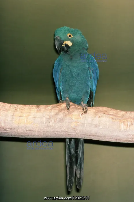 : LEAR'S MACAW - on branch : LEAR'S MACAW - on branch