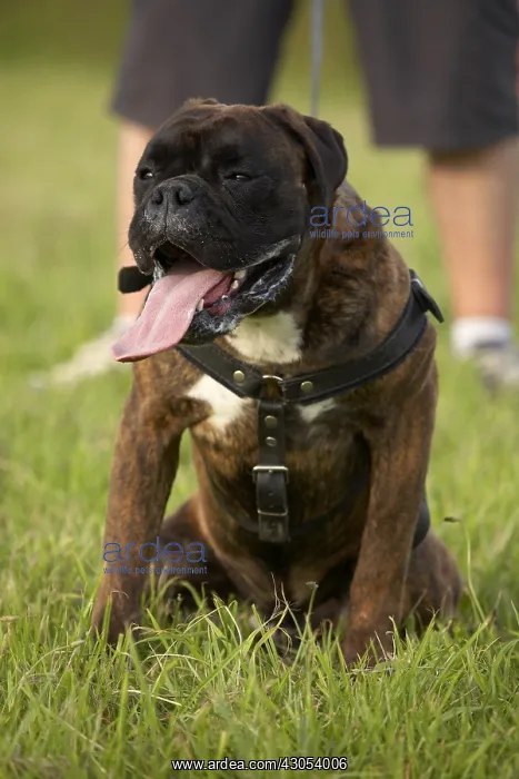 : Leashed Boxer at training : Leashed Boxer at training