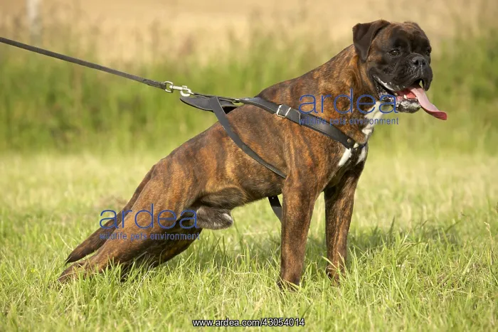 : Leashed Boxer at training : Leashed Boxer at training